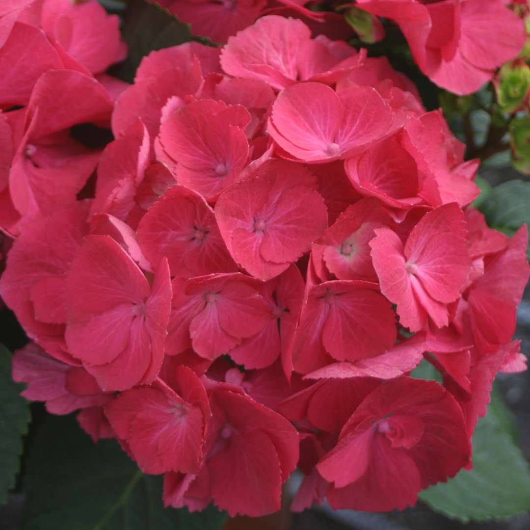Closeup of the red flowers of Cityline Paris hydrangea