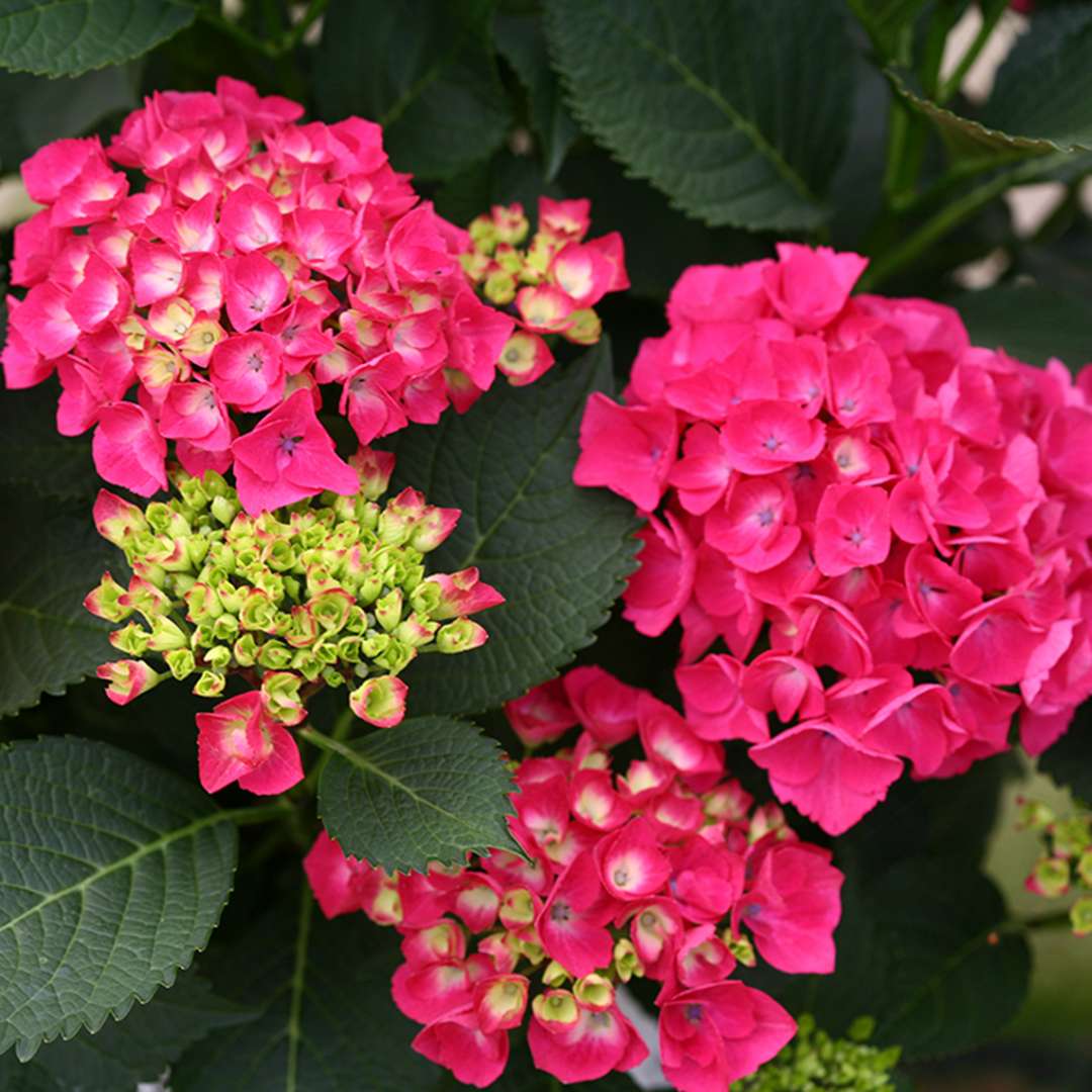 Four blooms of red flowering Cityline Paris hydrangea in various stages of opening