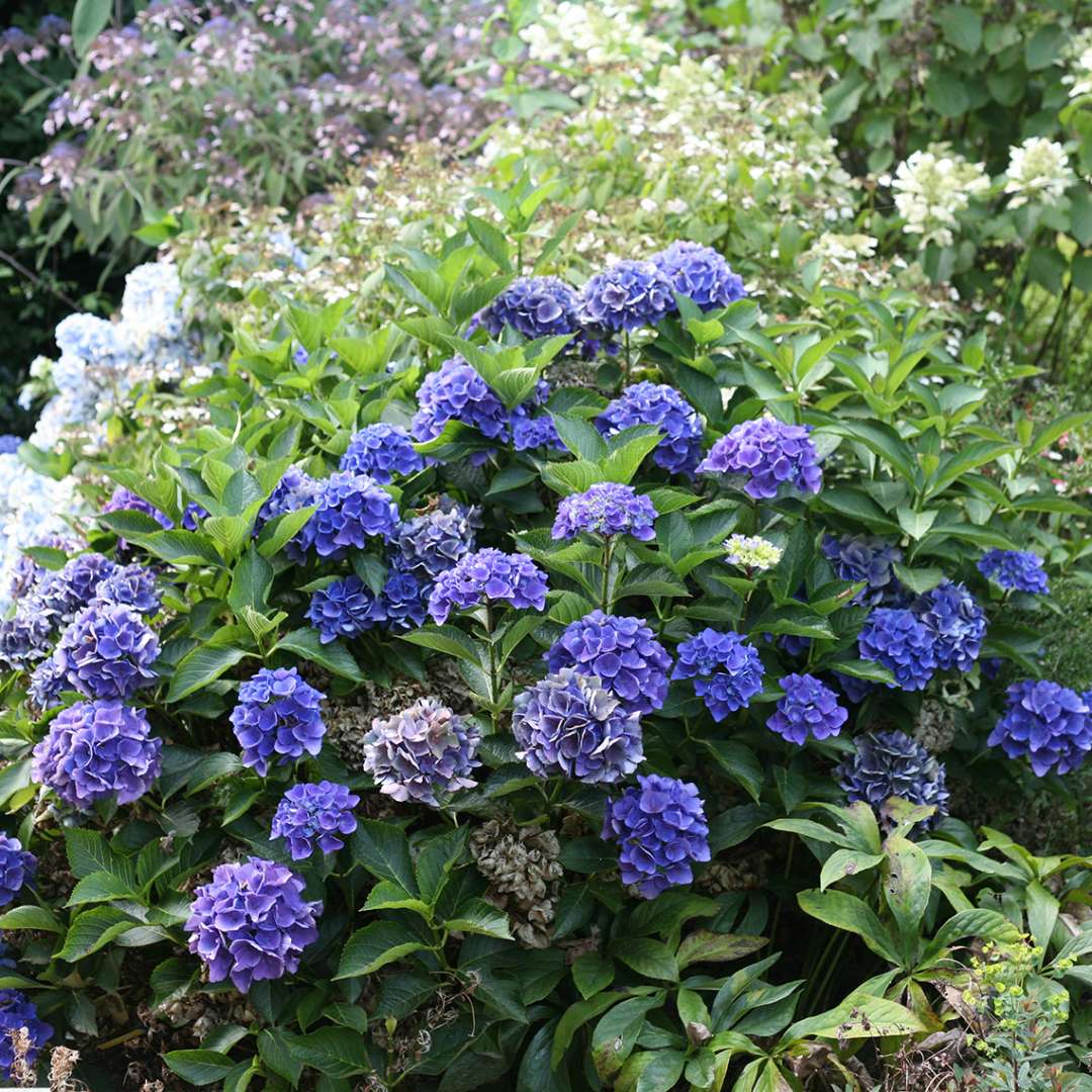 Cityline Venice hydrangea covered with blue mophead flowers in a landscape