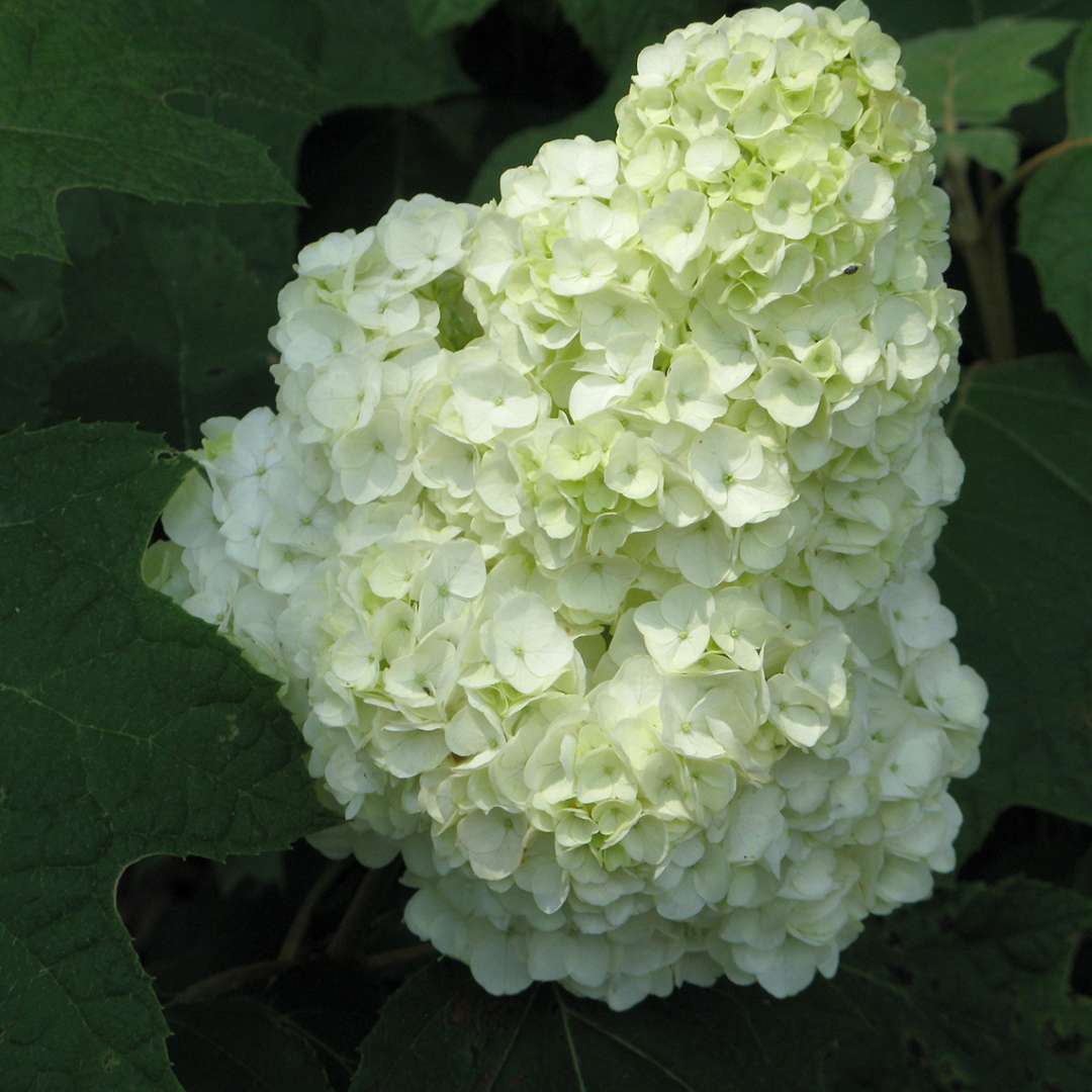 The very large full mophead bloom of Gatsby Moon oakleaf hydrangea is white