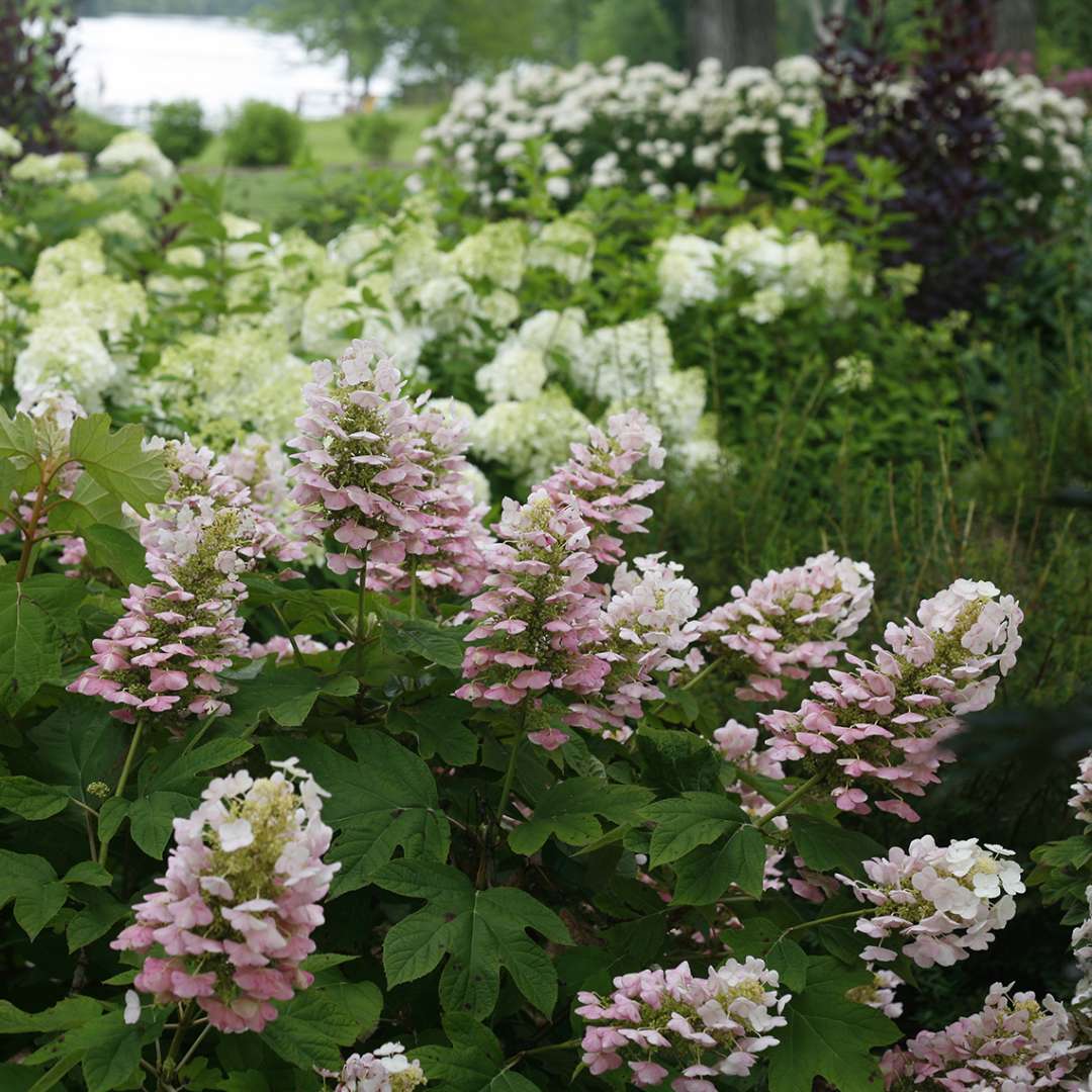 Closeup of the early pink coloration of Gatsby Pink oakleaf hydrangea