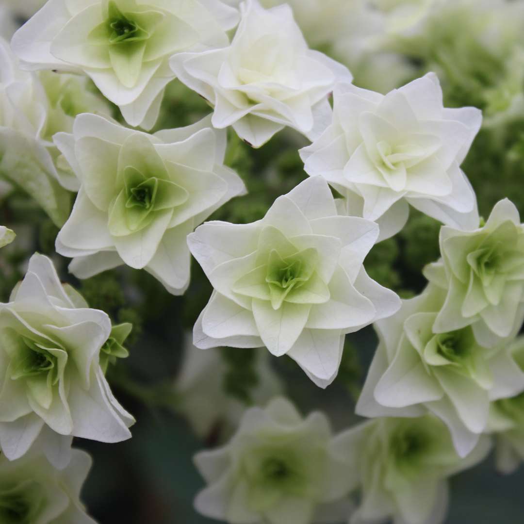 Detail of white and green tower like double florets of Gatsby Star oakleaf hydrangea