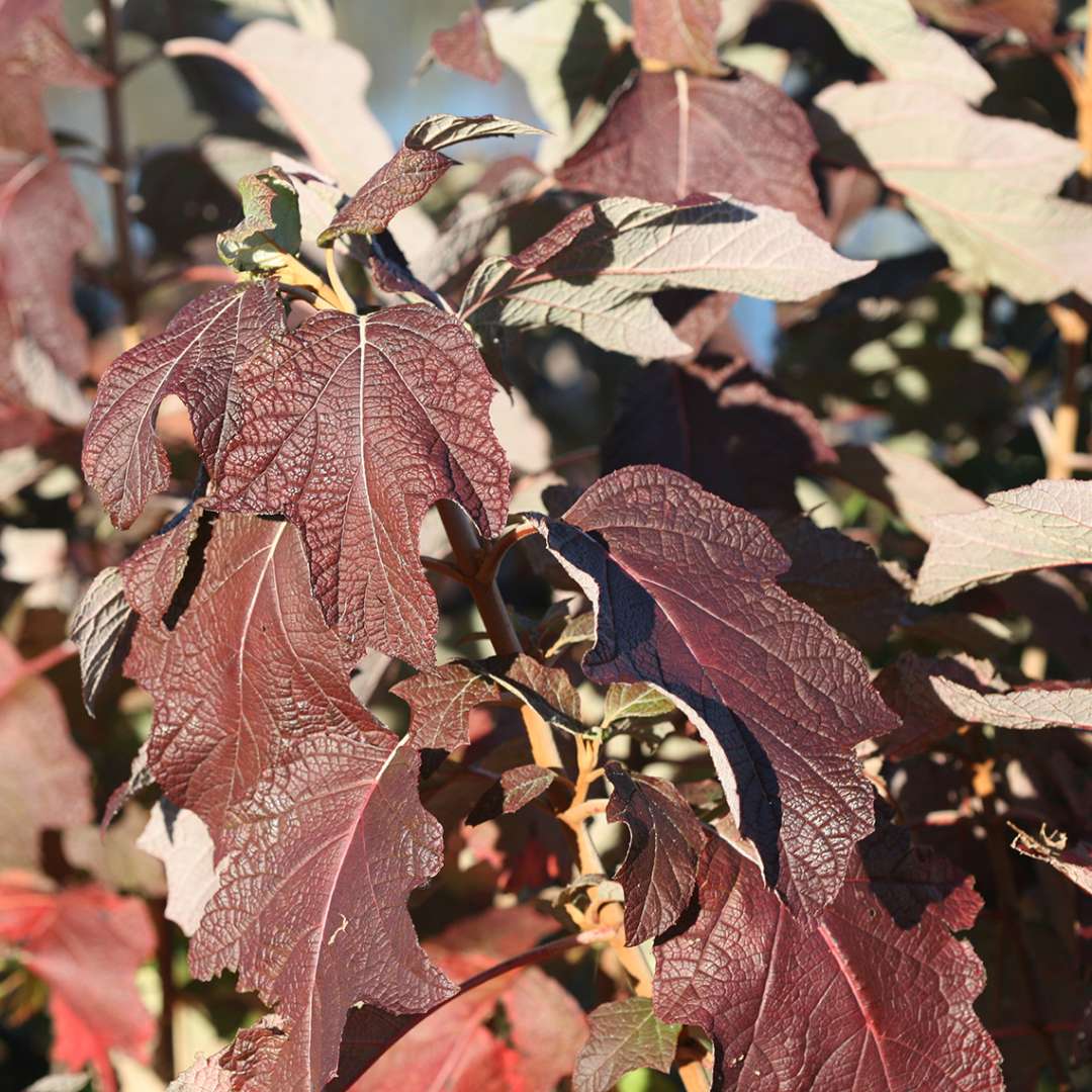 Fall color on Gatsby Star oakleaf hydrangea is red and burgundy in color