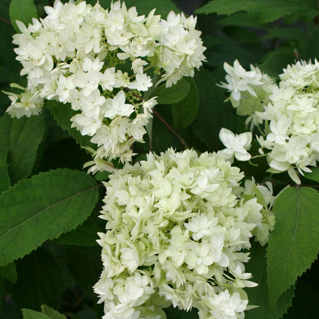 Hayes Starburst Hydrangea | Spring Meadow - wholesale liners - Spring ...