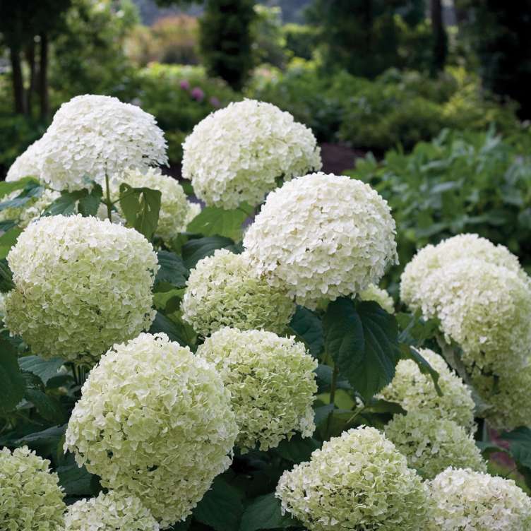 The very large white mophead blooms of Incrediball hydrangea