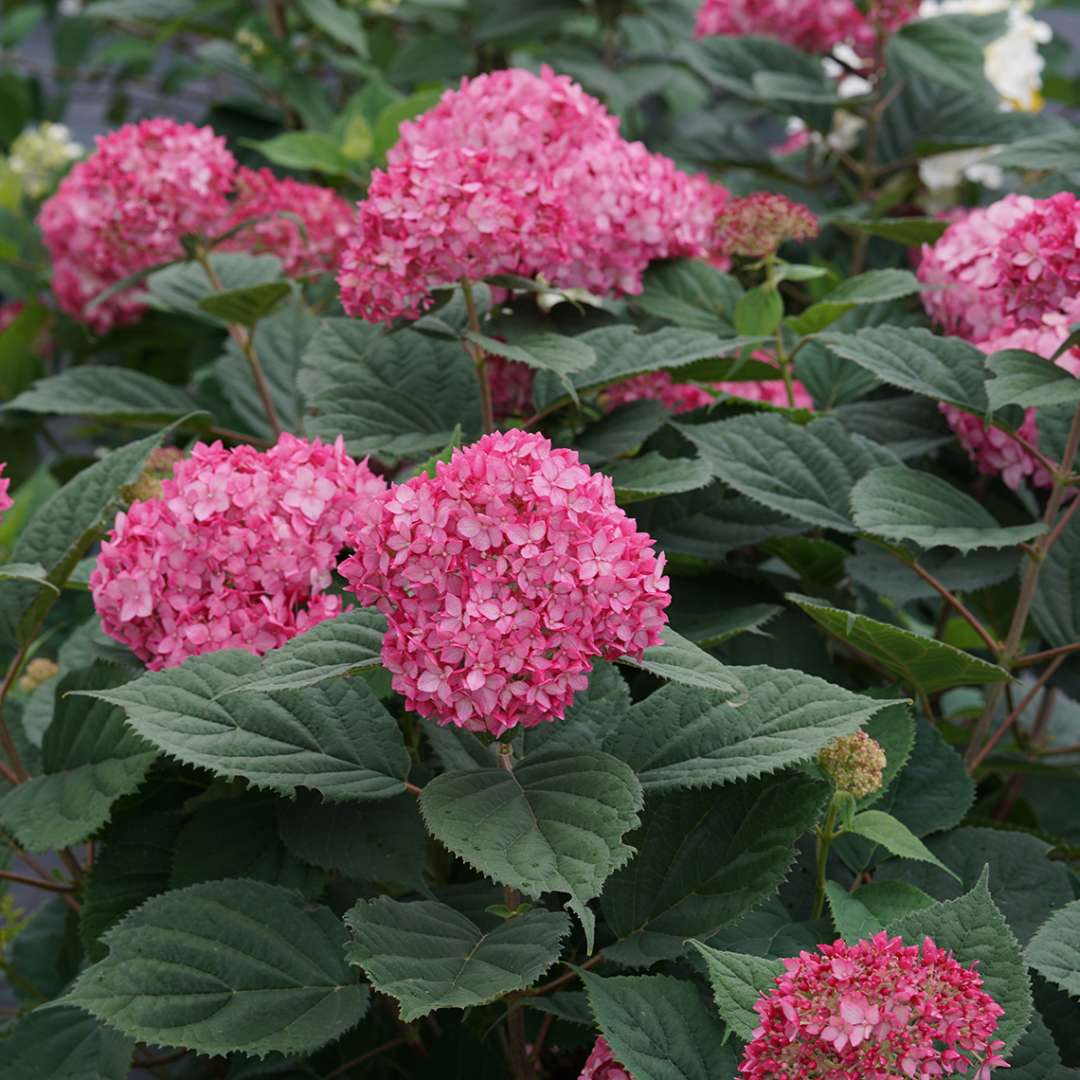 Closeup of the deep pink blooms of Invincibelle Ruby hydrangea held up on strong stems