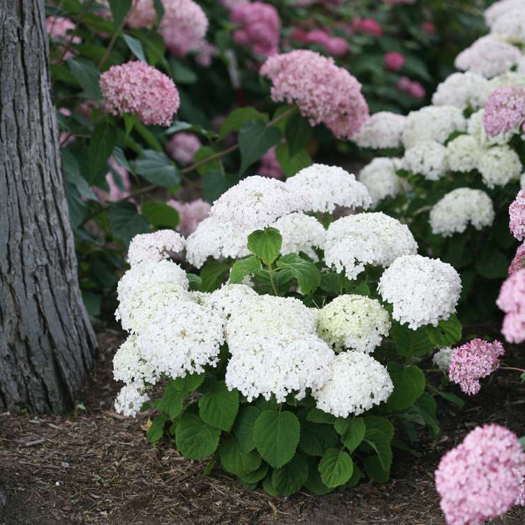 Invincibelle Wee White hydrangea blooming in the landscape showing its very dwarf rounded habit and abundant white blooms