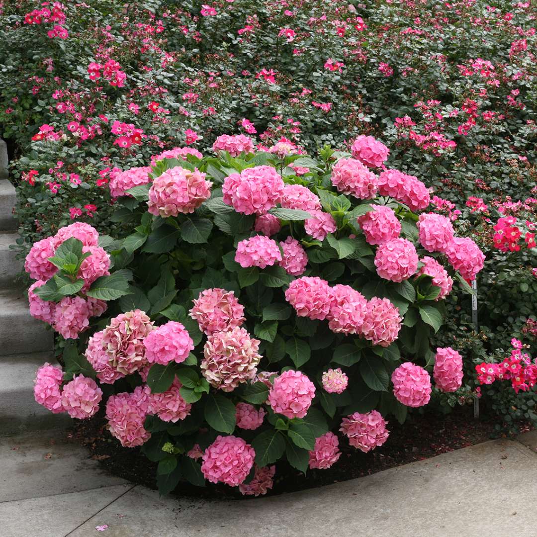Lets Dance Big Easy hydrangea with many many pink blooms on it in front of a mass planting of roses