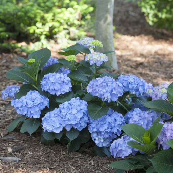 A specimen of Lets Dance Blue Jangles hydrangea with blue flowers and a compact habit
