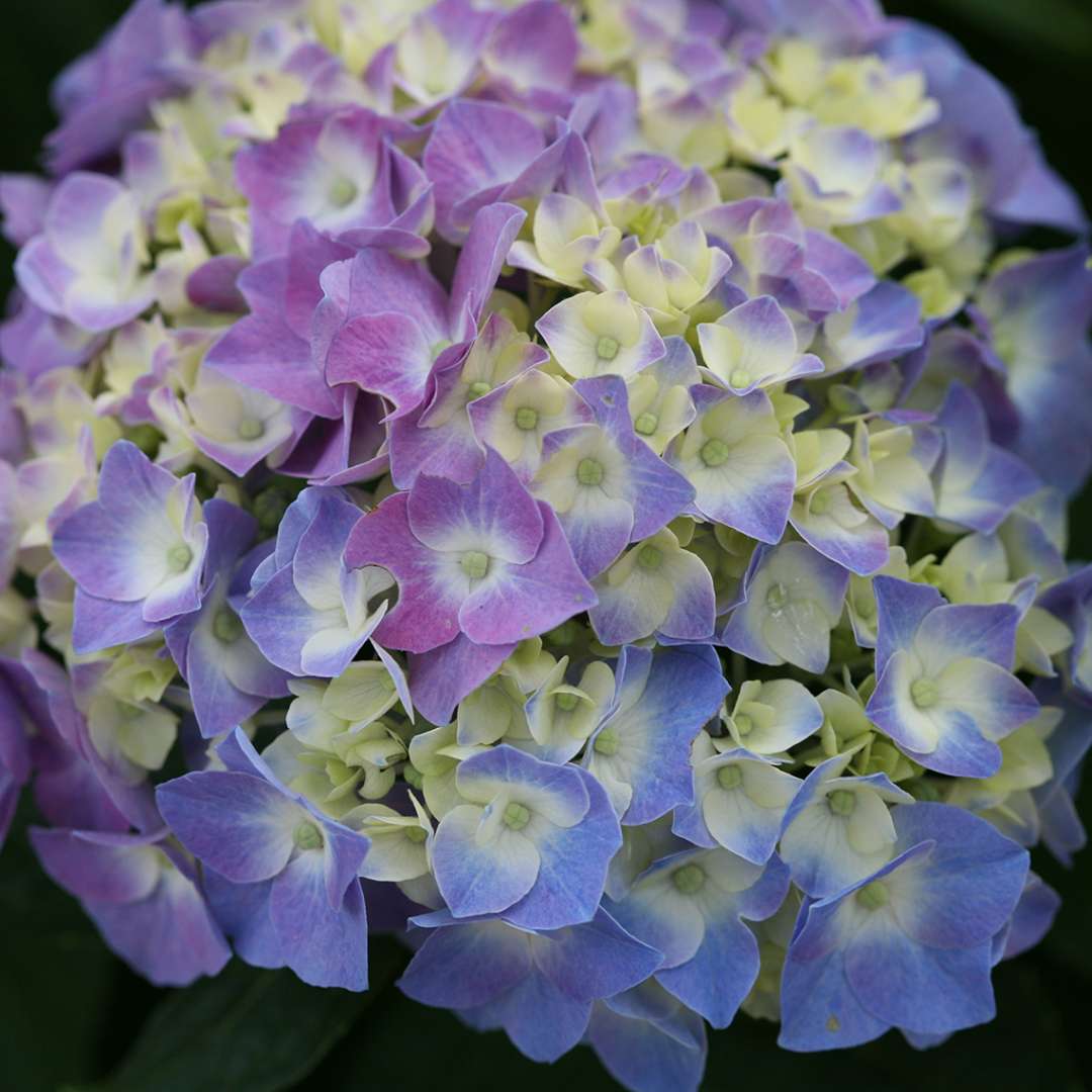 Closeup of the blue mophead bloom of Lets Dance Blue Jangles hydrangea