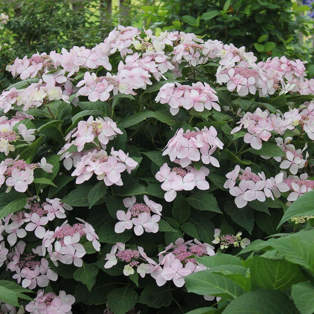 Lets Dance Diva lacecap hydrangea covered in extra large pink blooms in the landscape