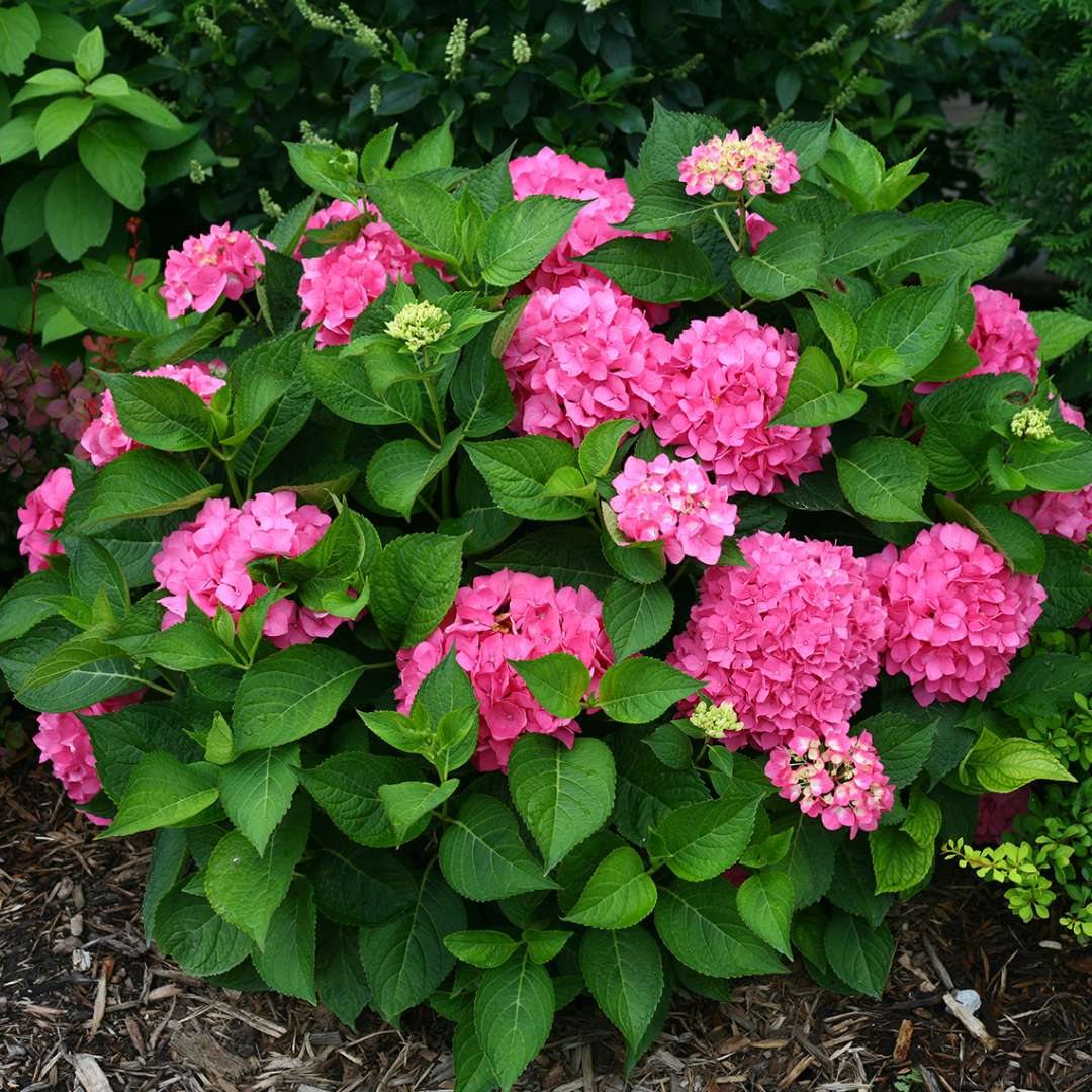 Lets Dance Rave hydrangea blooming pink which is the color it takes on in alkaline soils