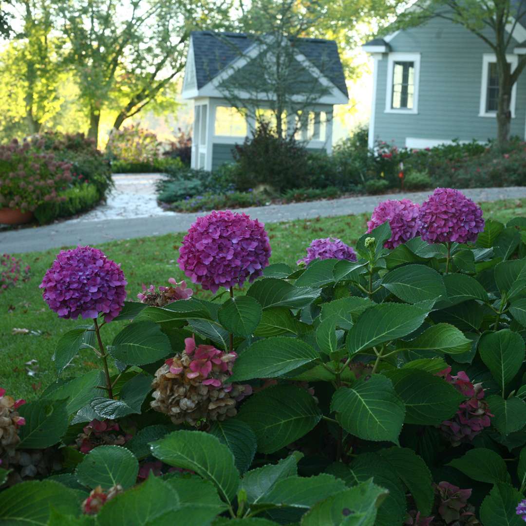 Lets Dance Rave hydrangea reblooming in fall with several purple flowers on it