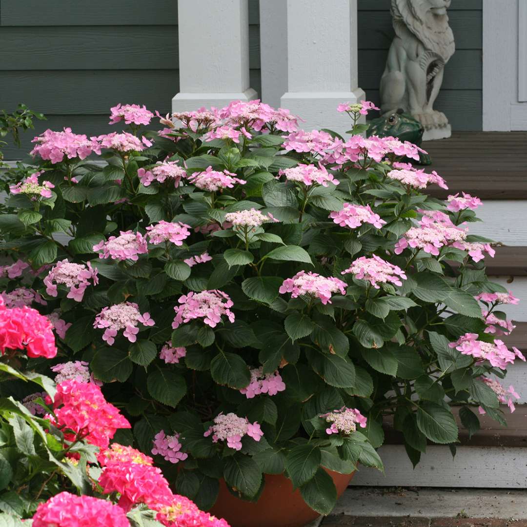 Lets Dance Starlight hydrangea blooming with many pink lacecap flowers in a container on a front porch