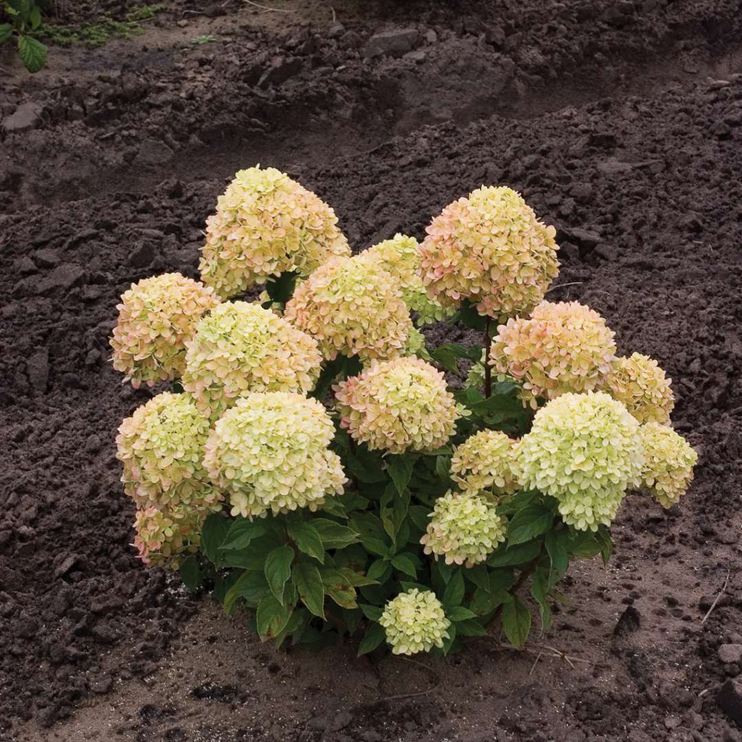 A young specimen of Little Lime panicle hydrangea showing its dwarf habit and lime green flower color