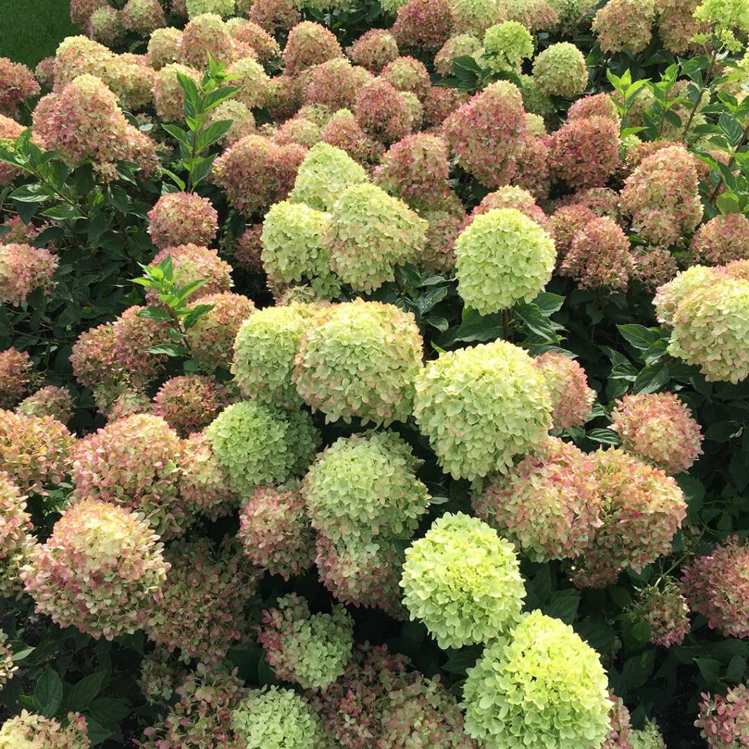 Many flowers of Little Lime hydrangea showing the development of pink to burgundy fall color