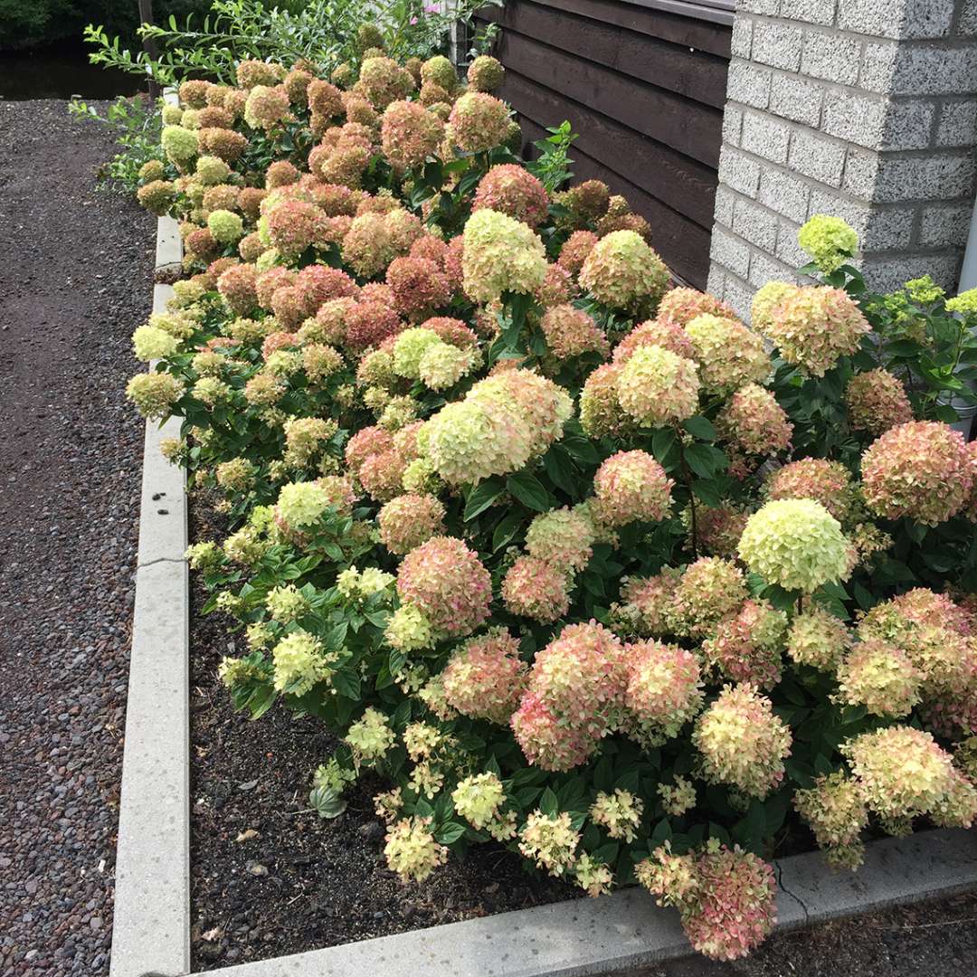 Little Lime hydrangeas blooming in a bed alongside a brick house and they have developed pink coloration