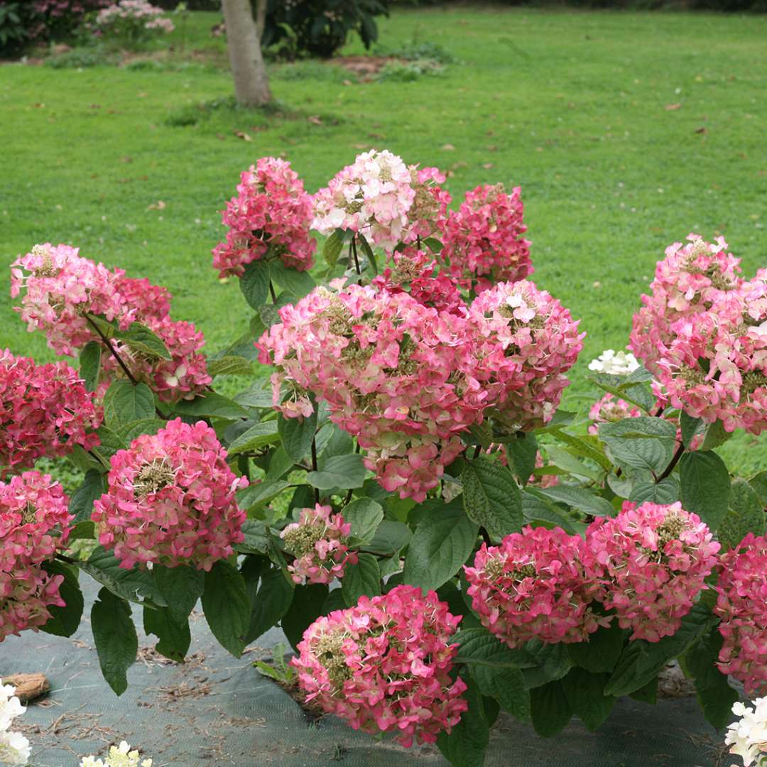 Specimens of Mega Mindy panicle hydrangea blooming in a trial field