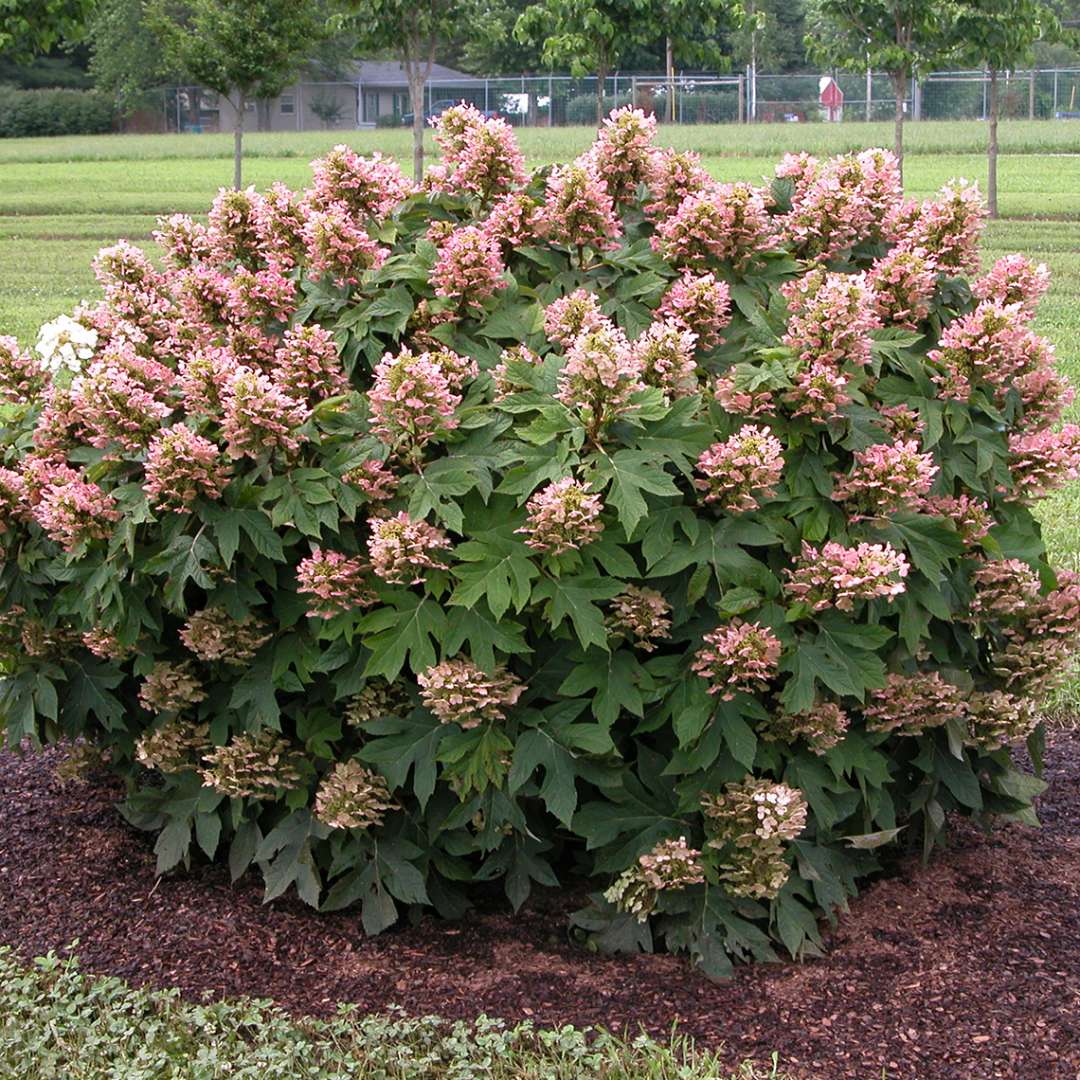 Dwarf rounded Munchkin hydrangea in the landscape has taken on slightly red coloration