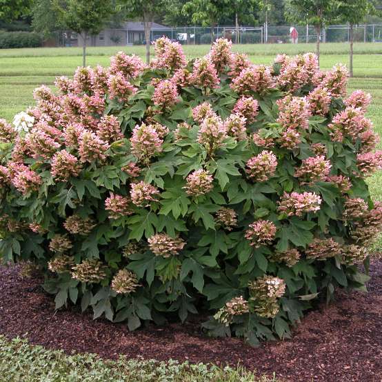 Dwarf rounded Munchkin hydrangea in the landscape has taken on slightly red coloration