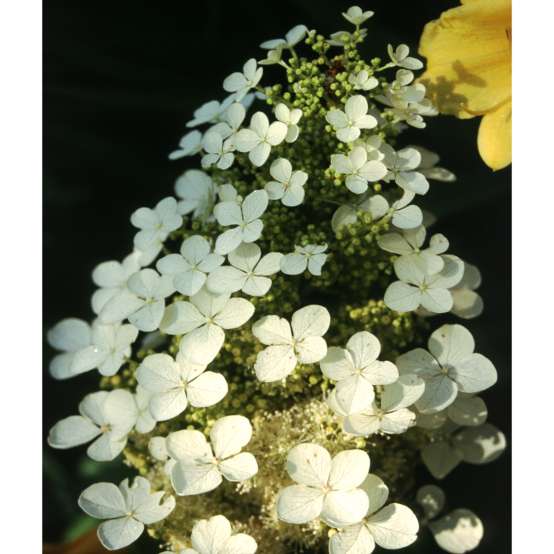 A closeup on a white lacecap bloom of Pee Wee oakleaf hydrangea