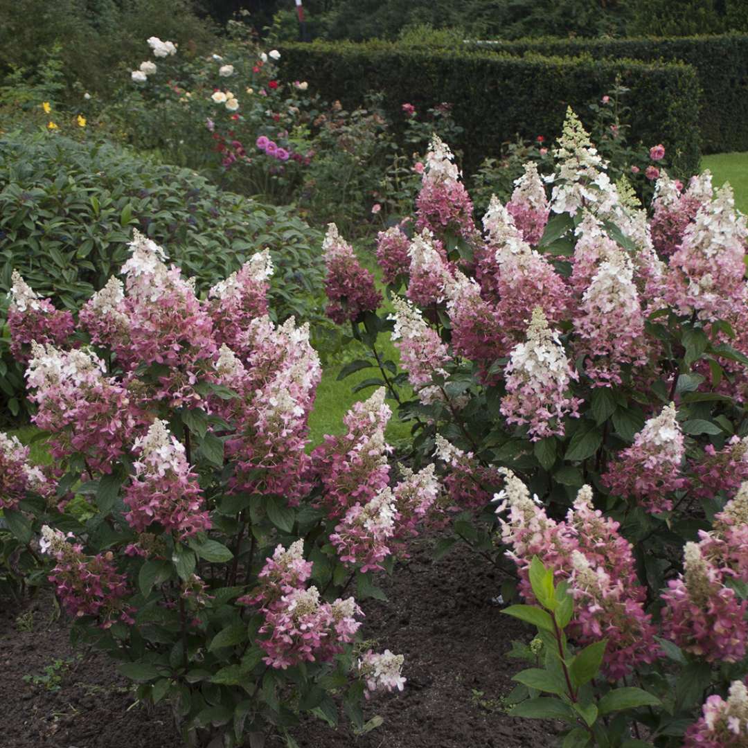 Three specimens of Pinky Winky hydrangea blooming in a landscape showing their shaded dark pink to white coloring