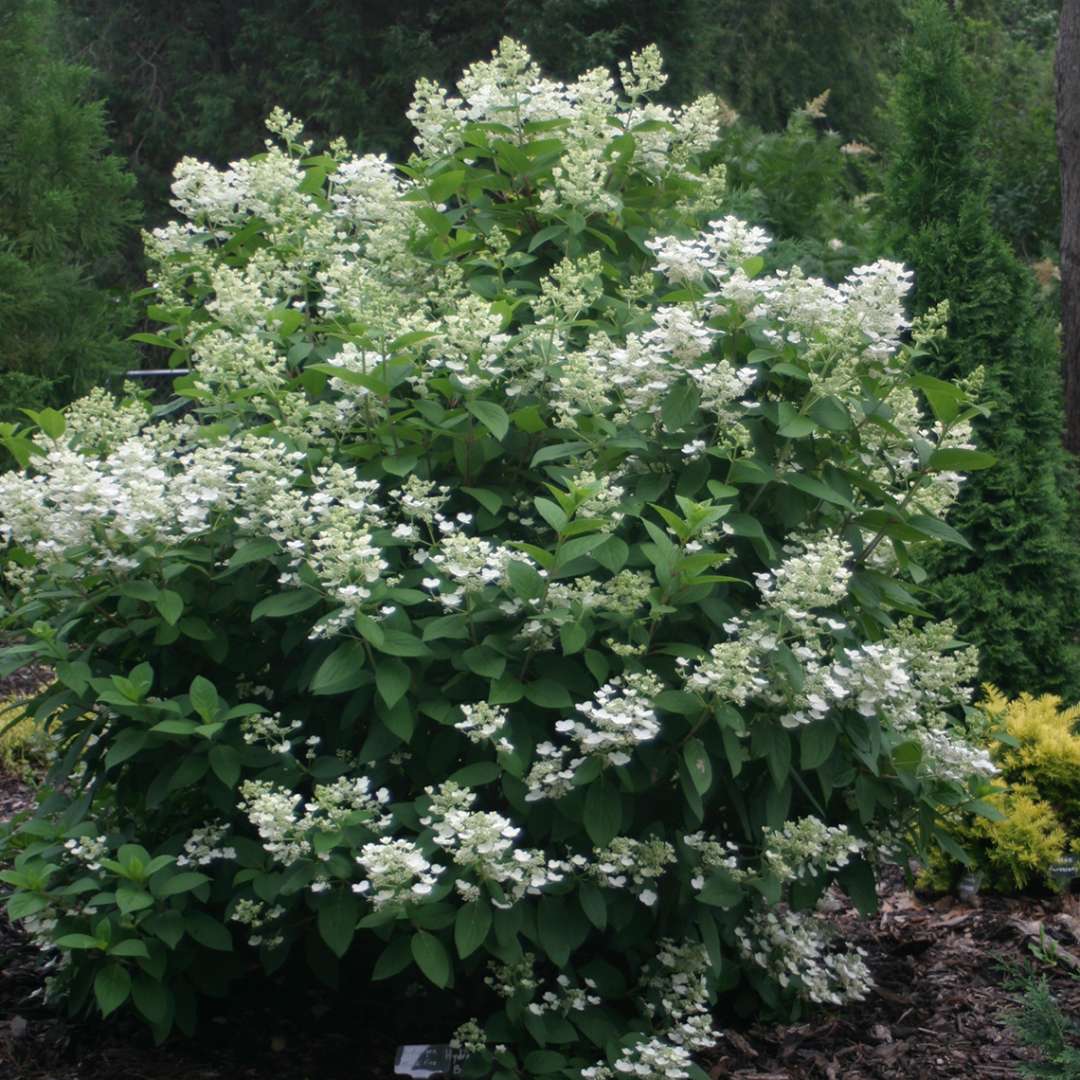 Quick Fire panicle hydrangea covered in white lacecap flowers in a landscape