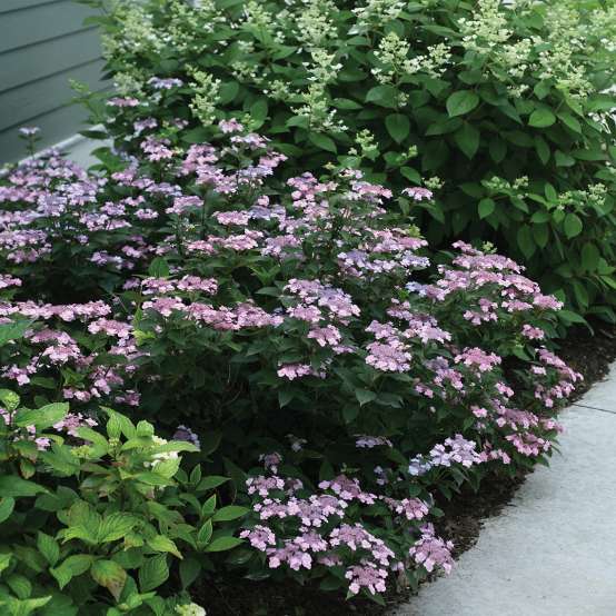 A small rounded specimen of Tiny Tuff Stuff mountain hydrangea covered in pink lavender lacecap blooms in a landscape bed near a sidewalk