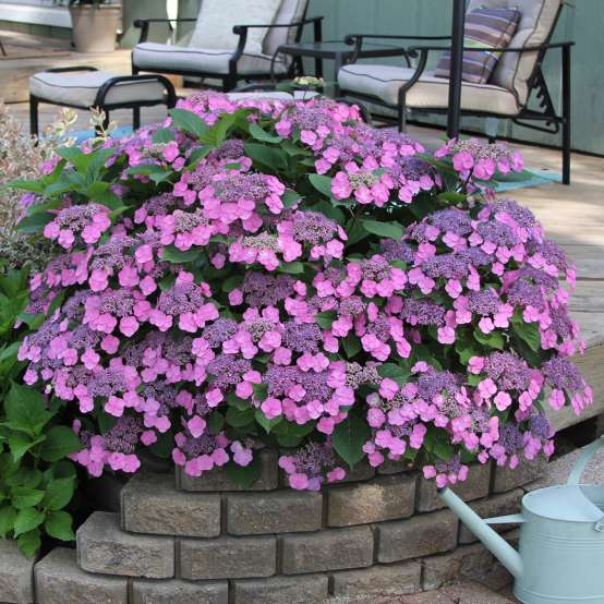 A specimen of Tuff Stuff mountain hydrangea covered in pink lacecap blooms in a brick bed near a patio