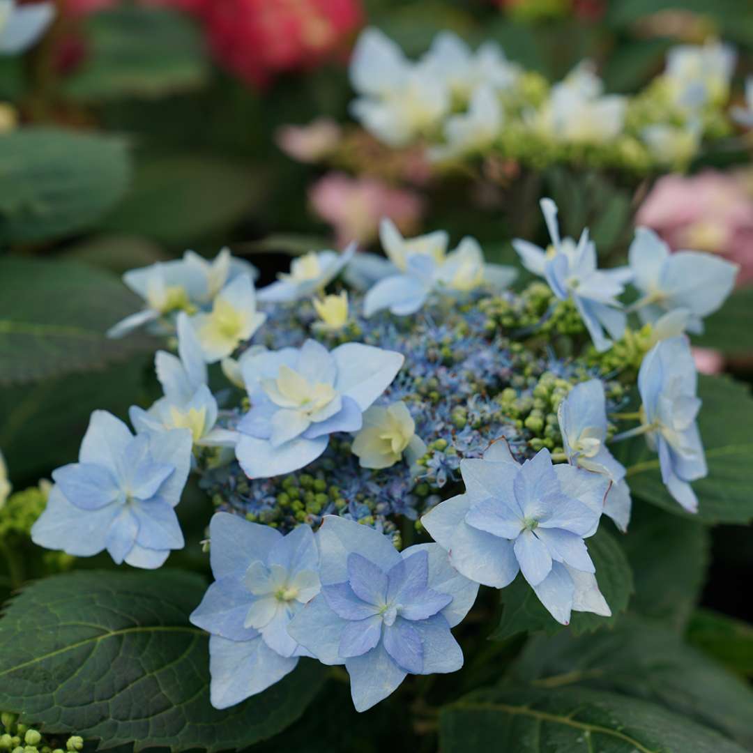 Closeup of the blue waterlily like lacecap flower of Tuff Stuff Ah Ha mountain hydrangea