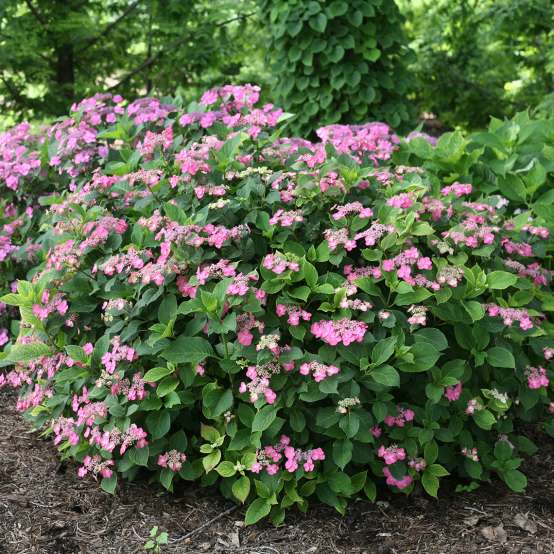 A handsome rounded specimen of Tuff Stuff Red mountain hydrangea blooming in a landscape surrounded by greenery