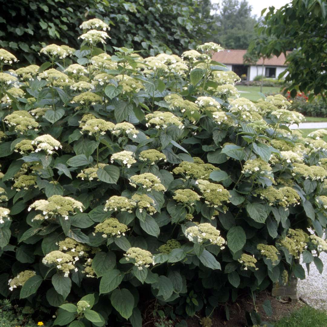 A large specimen of White Dome hydrangea in bloom showing its very sturdy stems