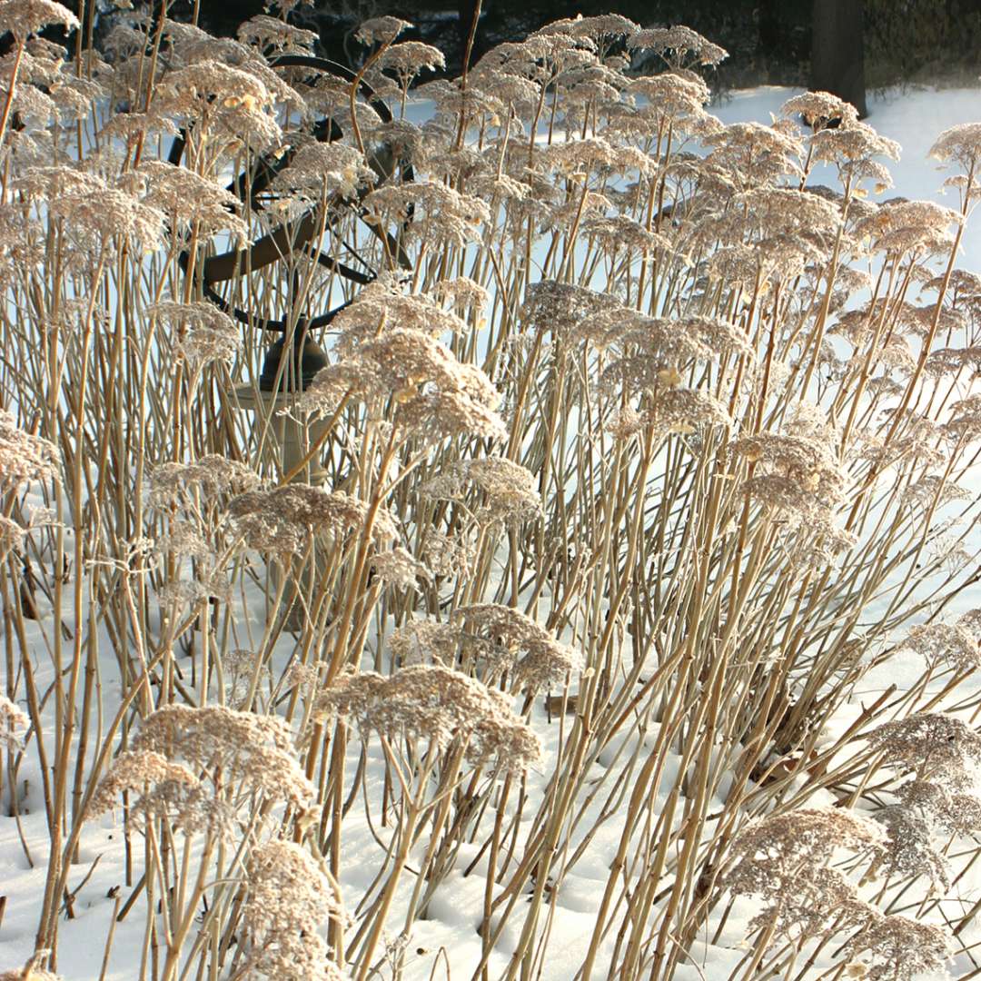 White Dome hydrangea in winter showing how strong and rigid its stems are