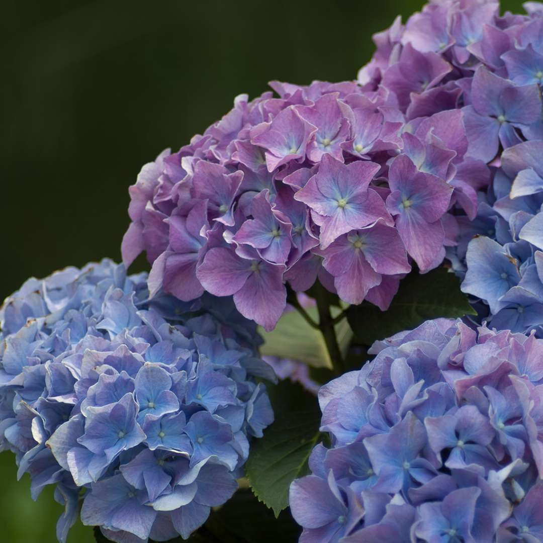 Cityline Rio Hydrangea | Spring Meadow - wholesale liners - Spring ...