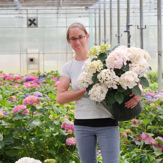Plant breeder Megan Mathey holding Wee Bit Innocent Bigleaf Hydrangea in a greenhouse