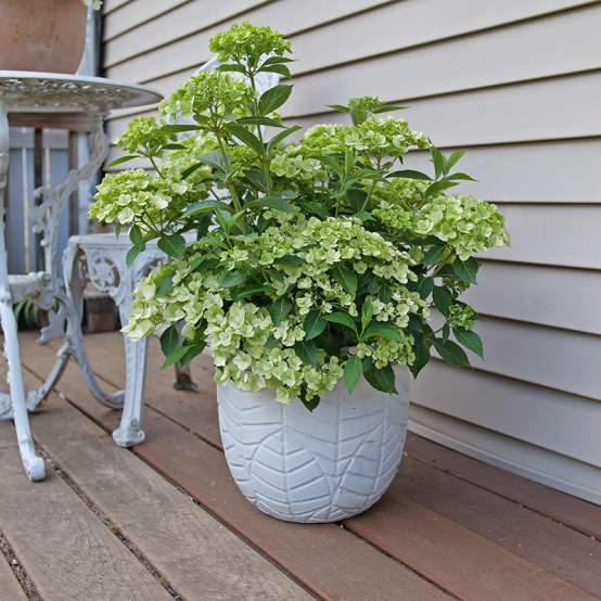 Fairytrail Green cascade hydrangea in a white decorative pot on a deck