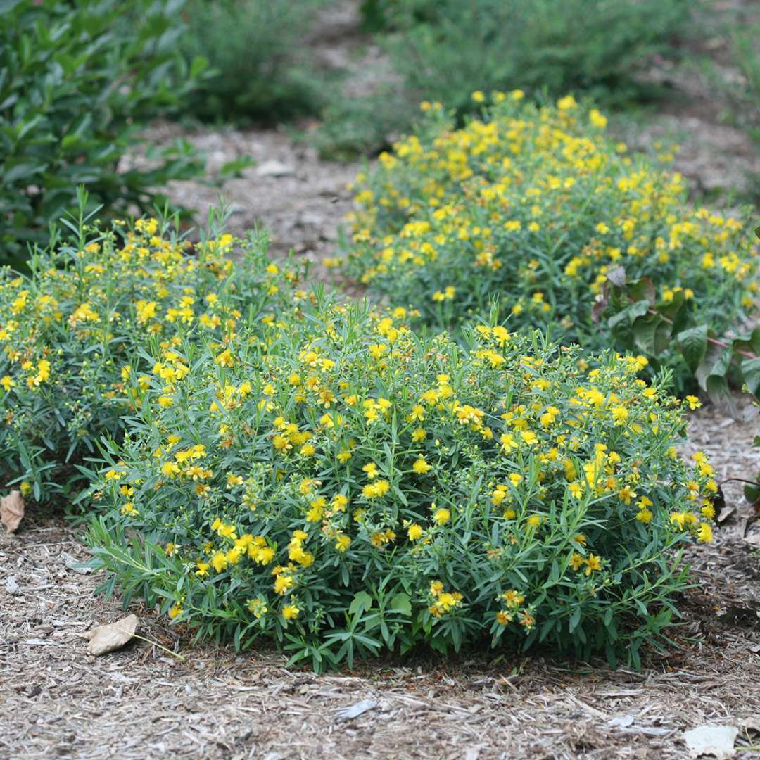 Three specimens of Blues Festival hypericum in a landscape showing their dense yellow flower coverage blue foliage and neatly rounded habit
