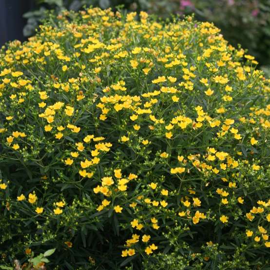 Sunny Boulevard hypericum in the landscape covered with yellow flowers and showing its rounded habit