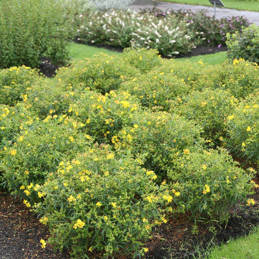 A mass planting of Sunny Boulevard hypericum in a landscape