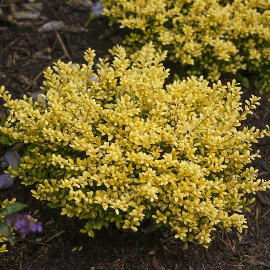 Bright yellow Brass Buckle Ilex crenata shines in landscape