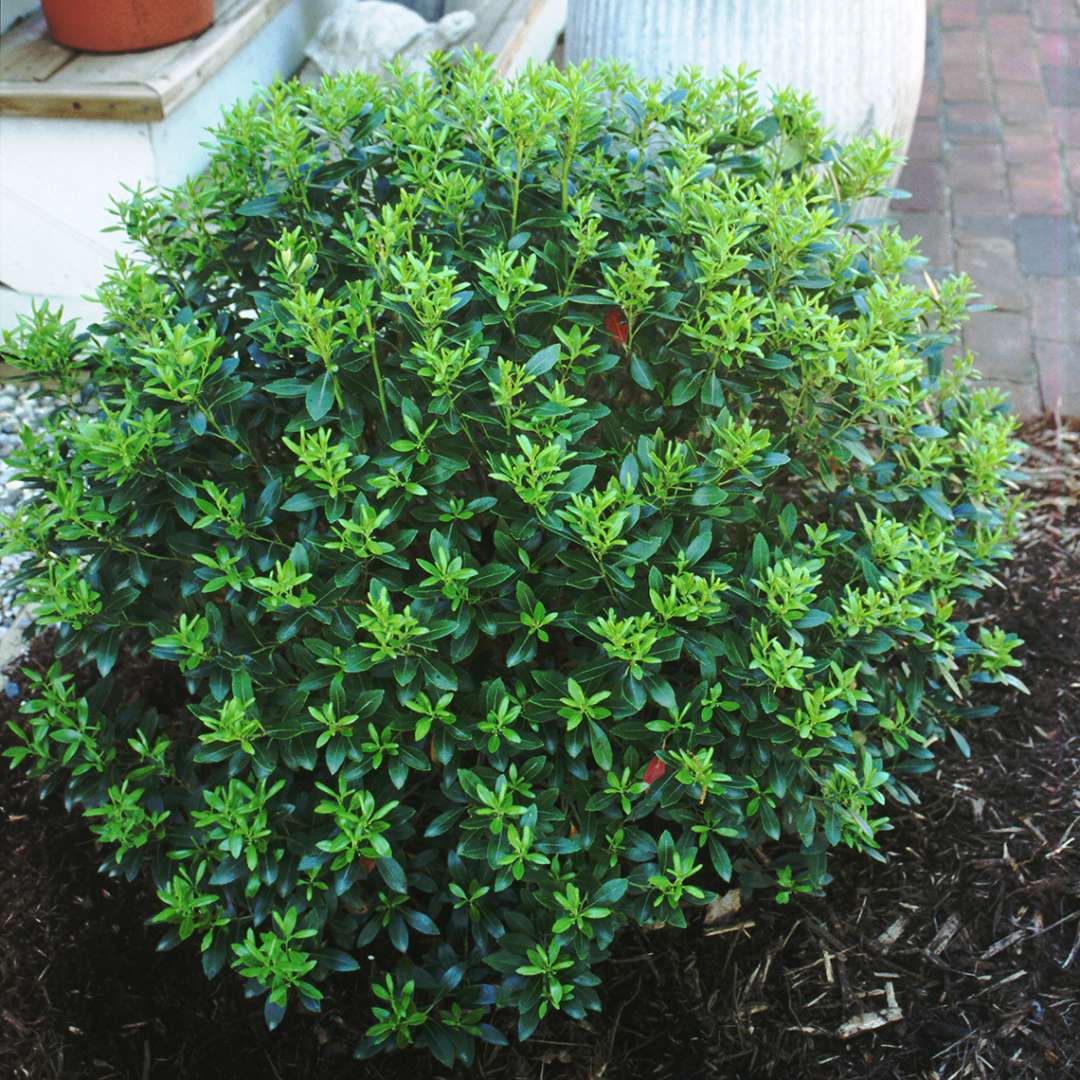 Glossy globe of Ilex glabra Compacta in mulched residential garden bed