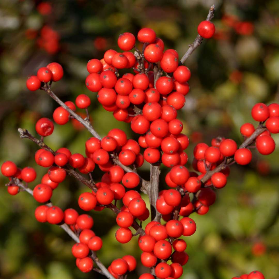 Close up of bright orange red berries on Berry Heavy winterberry holly branch