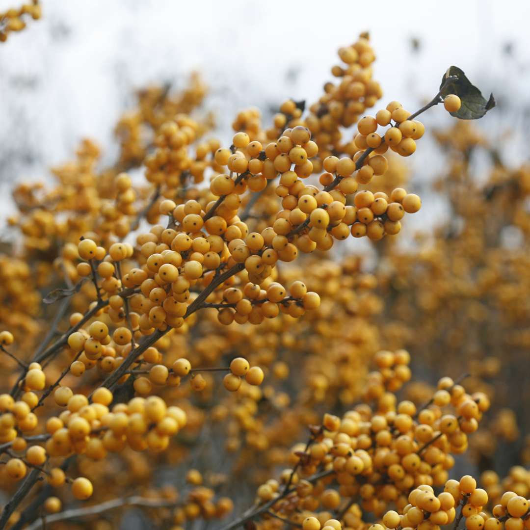 Close up of Berry Heavy Gold winterberry holly branch covered in yellow fruit