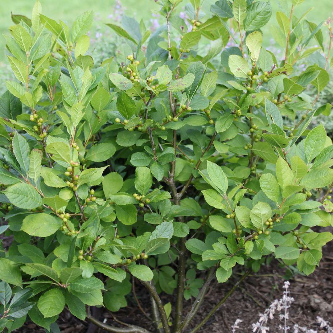 Green foliage and just emerging green fruit of dwarf Berry Poppins winterberry