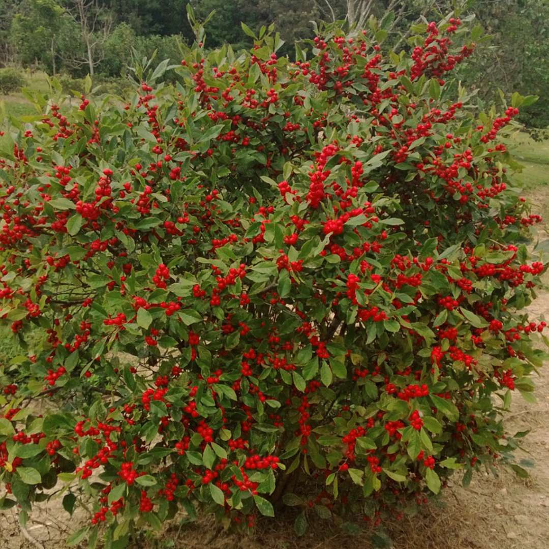 Compact fruiting Little Goblin Red winterberry holly in landscape