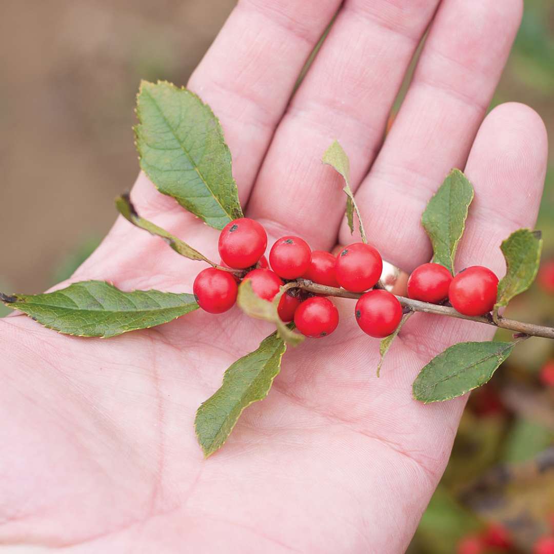 Large red Little Goblin Red winterberries on male hand to show fruit scale