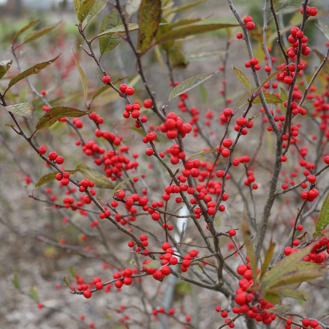 Maryland Beauty Ilex 