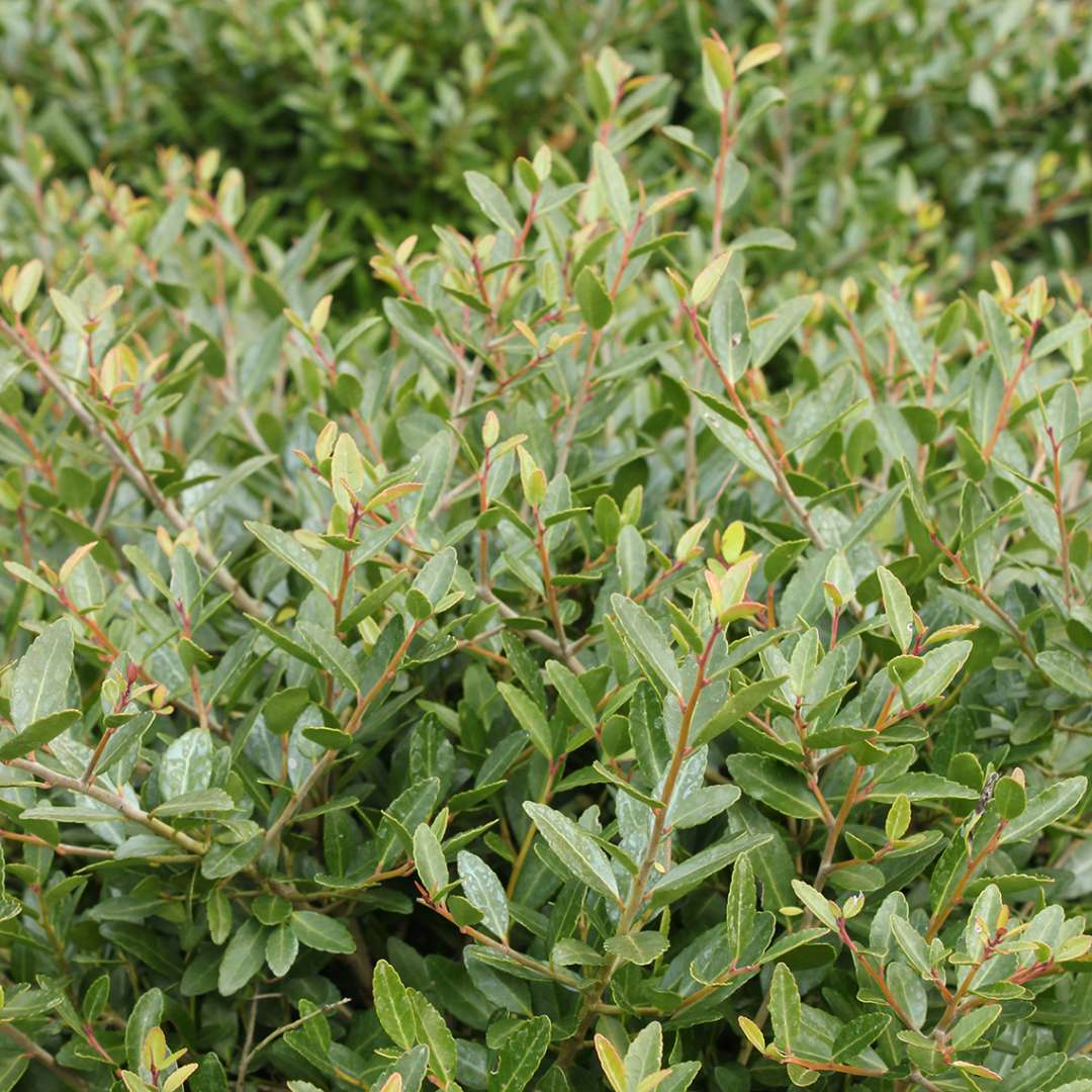 Ilex vomitoria 'Nana' | Spring Meadow - wholesale liners - Spring ...