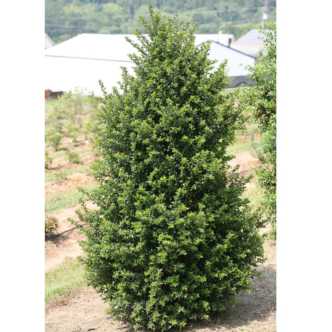 Young pyramidal Red Beauty holly hybrid in field