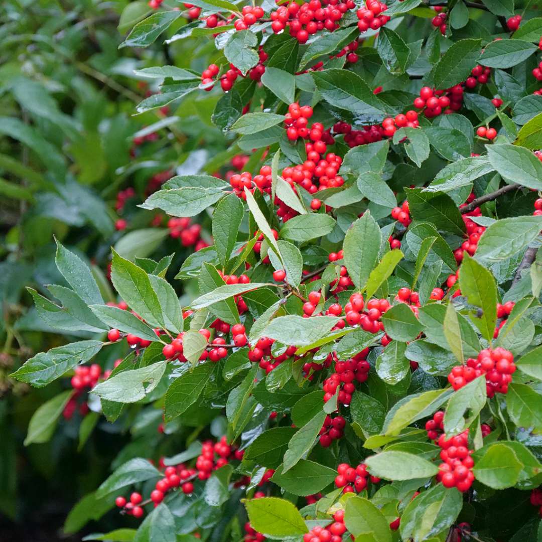 Close up of Berry Heavy Ilex verticillata berries and foliage